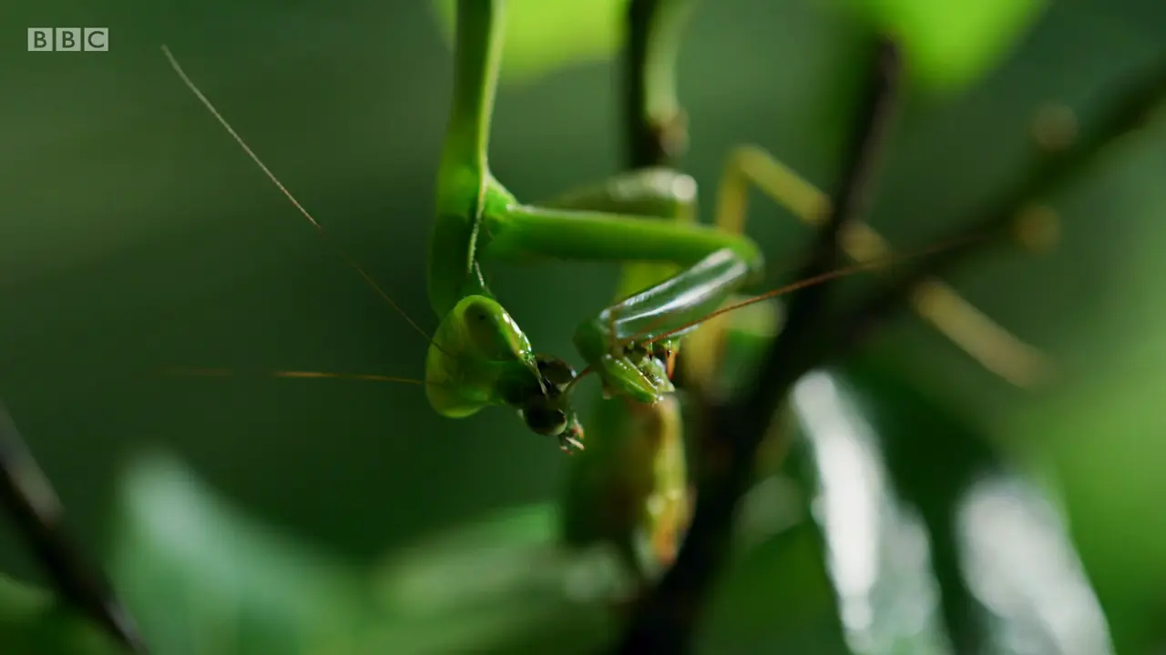 False garden mantis (Pseudomantis albofimbriata) as shown in The Mating Game - Jungles: In the Thick of It